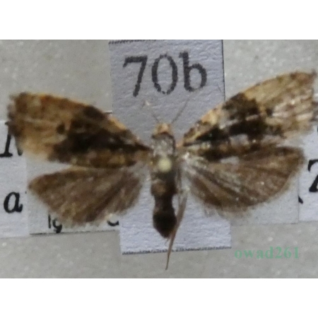 Hedya atropunctana (Zetterstedt, 1839) Czech70b